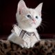 thumbnail image 3 of Collar ajustable para gatitos GOOHOCHY, collar para gatos con estampado de cuadros y cascabel., 3 of 8