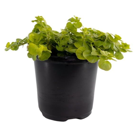 Expert Gardener Outdoor Live Plant Lysimachia Creeping Jenny Aurea Yellow 1PT, Full Sun