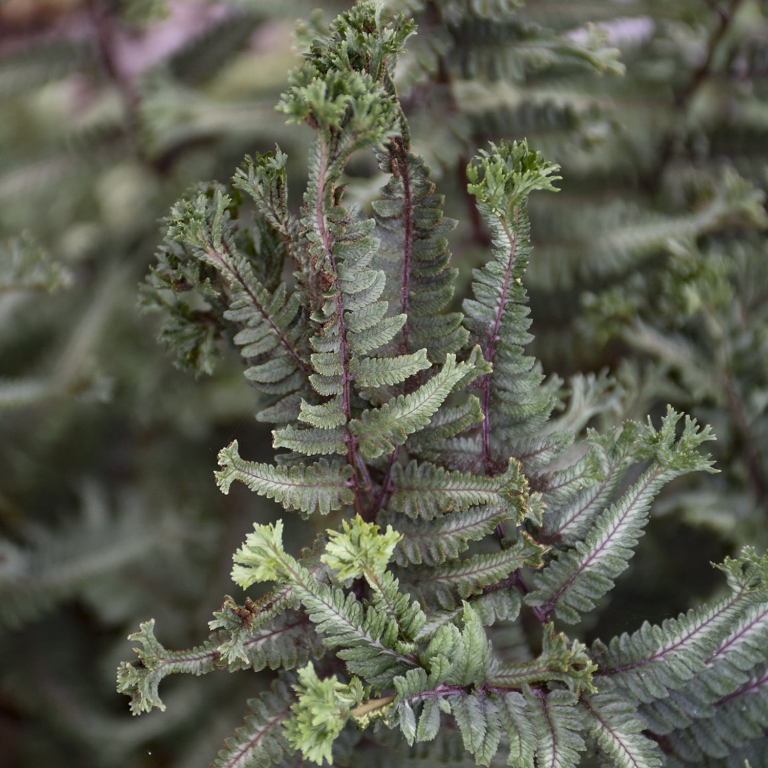 Proven Winners 6" Crested Surf Crested Japanese Painted Fern Live Plant in 7.5" Pot