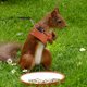 thumbnail image 2 of 1 juego de arnés y correa para ratas, chaleco para animales pequeños y cuerda de entrenamiento, juego de arnés y correa para ardillas, 2 of 6