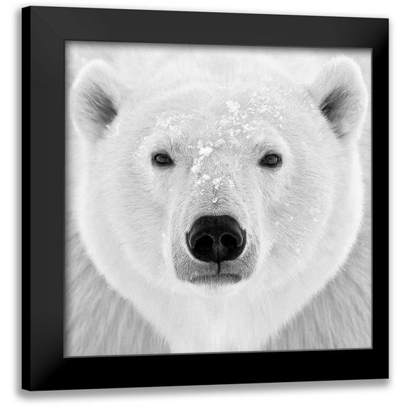 PhotoINC Studio 12x12 Black Modern Framed Museum Art Print Titled - Polar Bear