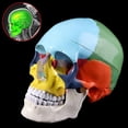 thumbnail image 4 of Modelo de Cráneo Humano YONGSHENG Tamaño Real PVC, 4 of 5