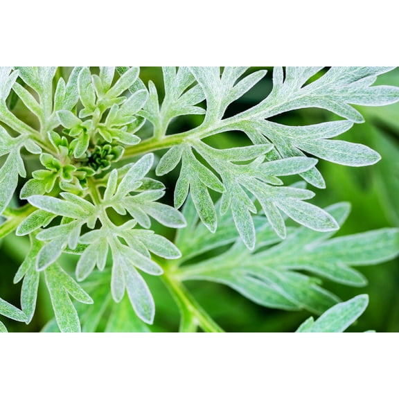 Absinthe Plant Seeds for Planting(100 Seed) - Common Wormwood, Artemisia Absinthium