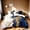 Blue, variant on Orylavena Black and Gold Marble Microfiber Duvet Cover Set, Twin, 3-Piece