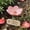 Pink#0018·, variant on 5-Pack Ceramic Flower Waterers for Garden - Bee & Pollinator Drinking Station with Textured Landing, Outdoor Hummingbird Feeder on Stakes (Green)
