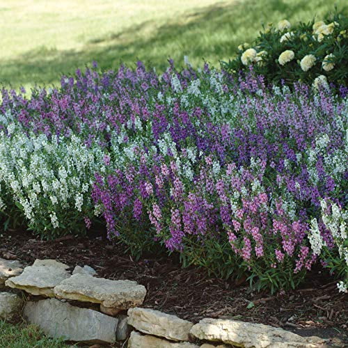 Angelonia Serena
