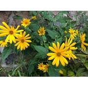 10 Tubers Jerusalem Artichoke - Individual Tubers For Planting - AKA Sunchokes, Sunroot