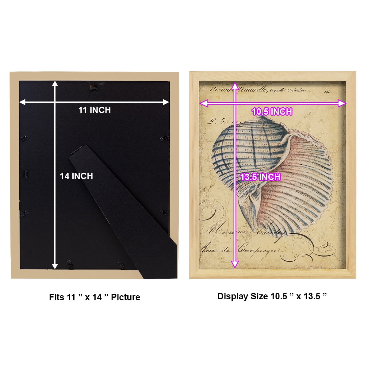 Seashell Ephemera V - Framed Print w/glass - Natural Wood
