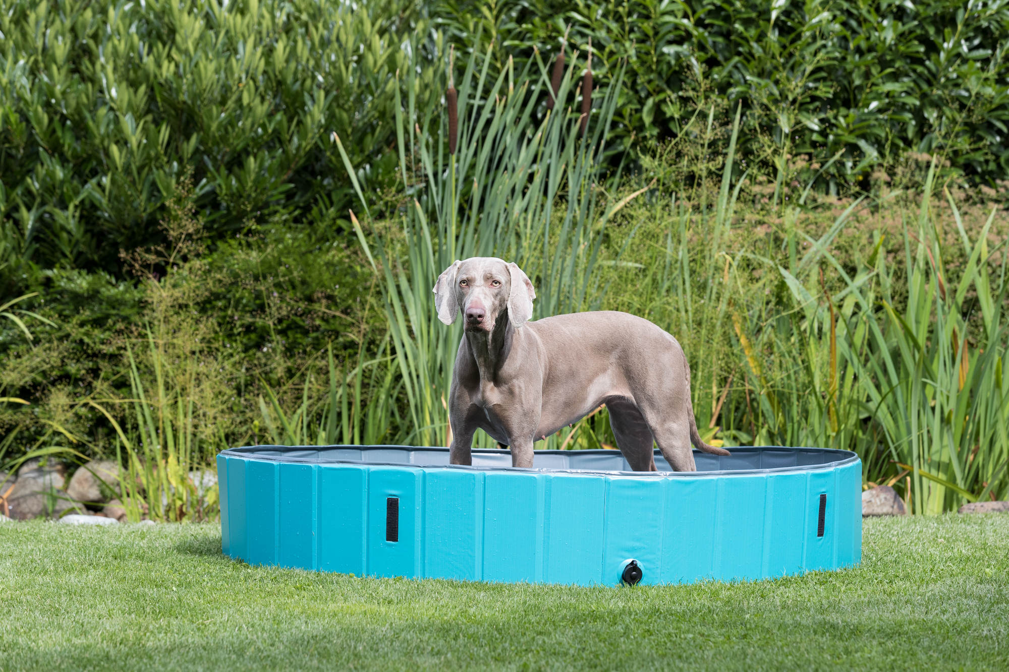 TRIXIE 63" Outdoor Splash Pool for Dogs, Foldable Playpen, Bathtub, Blue, XX-Large - image 2 of 8