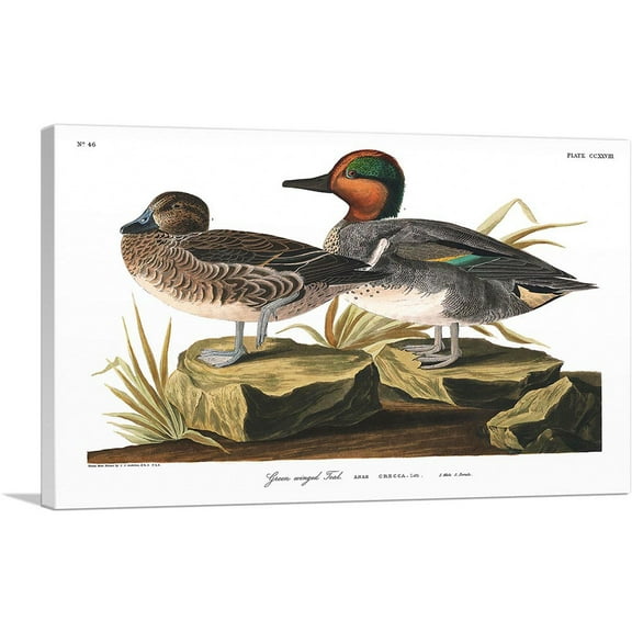 ARTCANVAS Green Winged Teal Canvas Art Print by John James Audubon - Size: 26" x 18" (0.75" Deep)