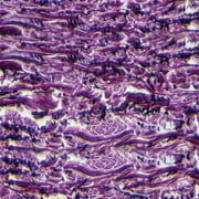 CAROLINA BIOLOGICAL SUPPLY COMPANY Human Elastic Tissue Slide, Sec., 7 M, Verhoeff's Stain
