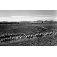 thumbnail image 2 of Adams, Ansel 32x22 White Modern Wood Framed Museum Art Print Titled - Flock in Owens Valley, California, 1941, 2 of 4