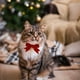 thumbnail image 5 of Uuiauoio Adjustable Velvet Pet Collar with Cute Bow and Bells Christmas Holiday Decoration Pet Accessory for Cats Dogs Rabbits Festive Party Wear and Photo Props,Suitable For Christmas Decoration, 5 of 6