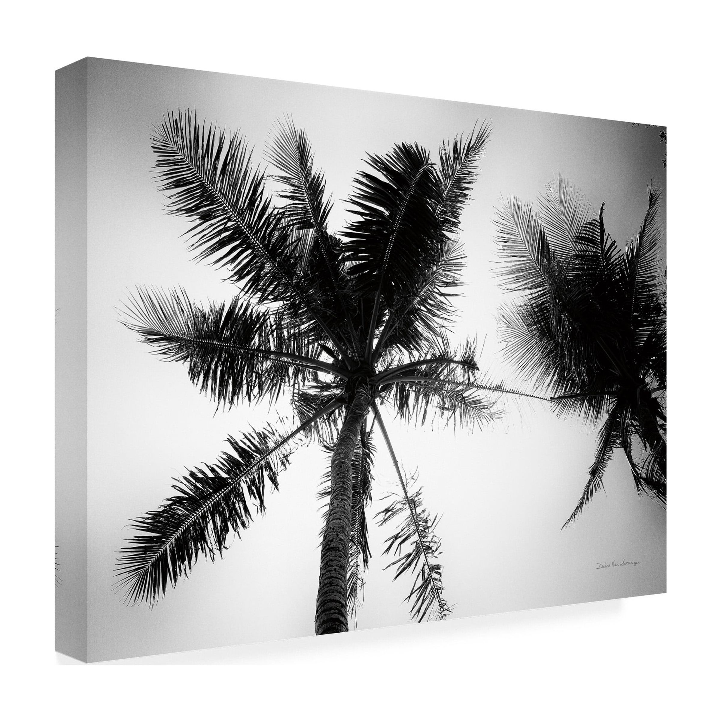 Trademark Fine Art 'Palm Tree Looking Up II' Canvas Art by Debra Van Swearingen