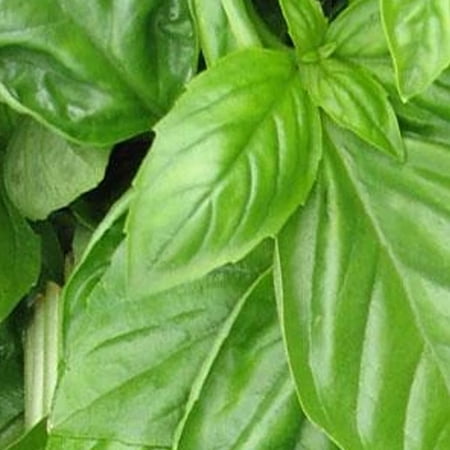 Organic Basil Genovese - 1/4 LB ~64 000 Seeds - Non-GMO Open Pollinated Heirloom Culinary Herb Gardening & Microgreens Seeds