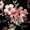 Black Peachblossom, variant on Chiclily Women's Summer Dresses Casual T Shirt Dresses Black Peachblossom Medium Short Sleeve Flowy Beach Sundress with Pockets