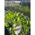 thumbnail image 3 of Summer Snow Gardenia® - Live Plant - ( 1 QT ), 3 of 6