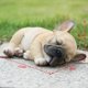 thumbnail image 2 of Bulldog Francés, Figura De Perro, Adorno De Resina Para Decoración Exterior O Interior Methold  HA043832-02, 2 of 6