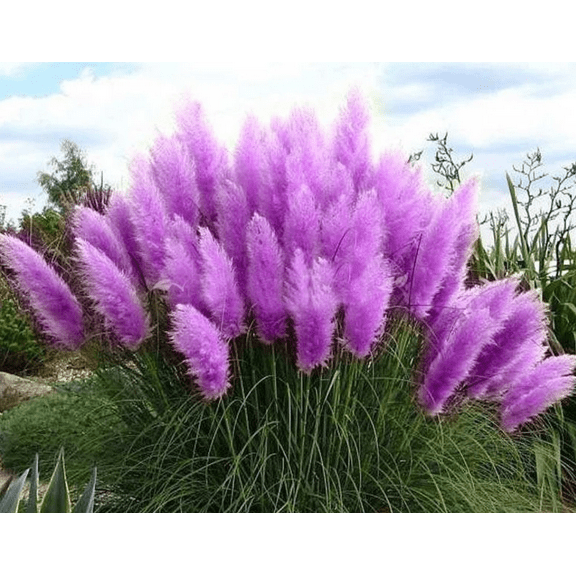 USA Garden Shop 50 Pampas Grass Seeds, Tall Silvery Inflorescence