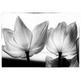 thumbnail image 2 of Van Swearingen, Debra 14x11 Black Ornate Wood Framed with Double Matting Museum Art Print Titled - Translucent Tulips V, 2 of 4