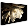 thumbnail image 2 of Trademark Fine Art "Midnight Portrait" Canvas Art by Kurt Shaffer, 2 of 3