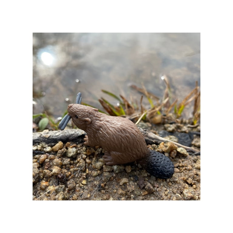 Toob River Ecosystem Figure di Aqua dalla Testa Bianca Castoro