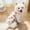 Style E, variant on Tunhigl UPF 50+ Lightweight Sun Protection Pet Vest for Small Dogs & Cats Easy On Off Summer Adventures Pomeranian Bichon Frise French Bulldog Corgi