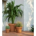 thumbnail image 3 of Artevasi 2 inch Round Terracotta Clay Flower Pot With Drainage Hole for Indoor and Outdoor Use, 3 of 4