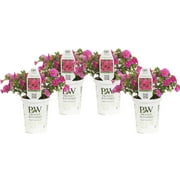4-Pack, 4.25 in. Grande Superbells Pink (Calibrachoa) Live Plant, Pink Flowers