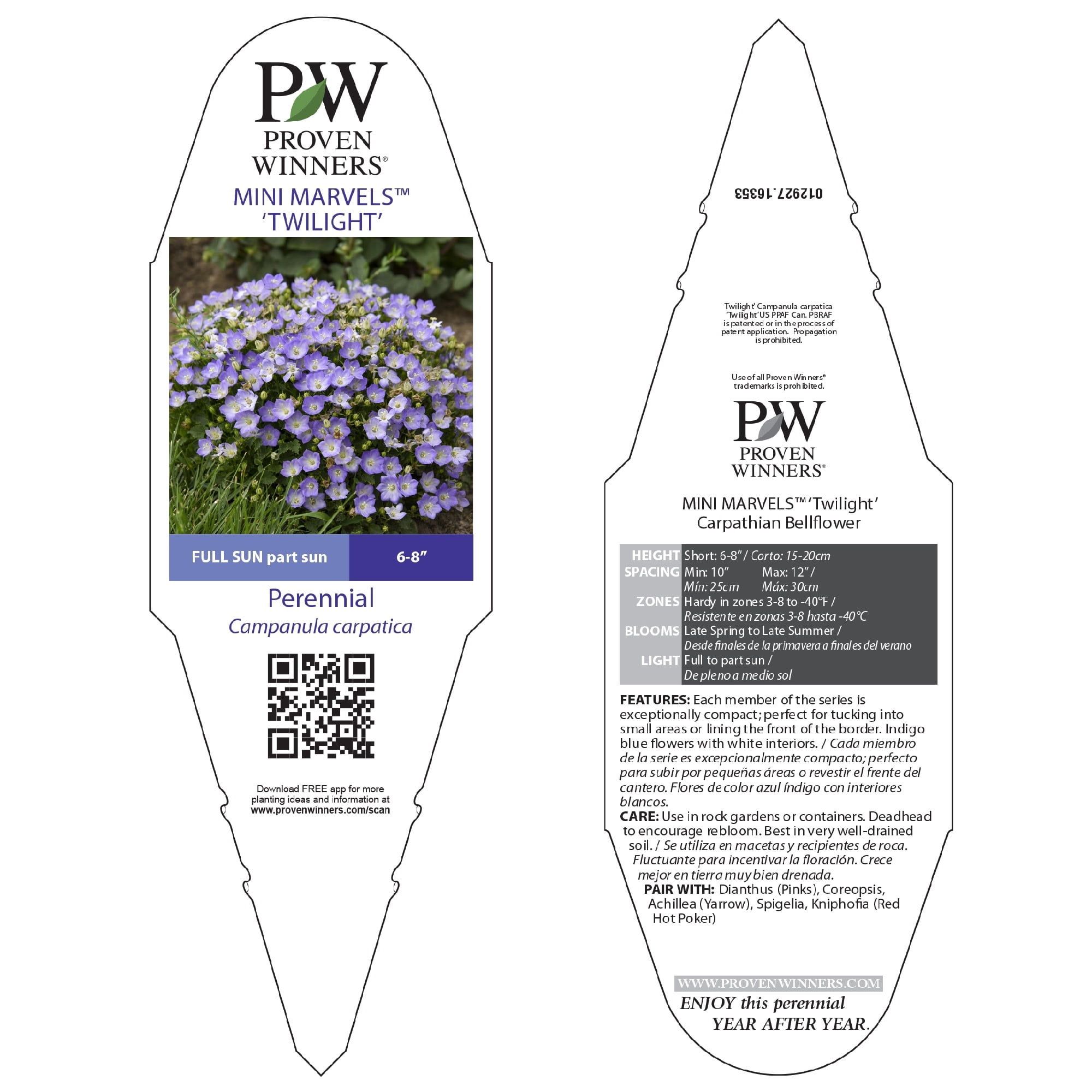 Proven Winners 6" Blue Mini Marvels 'Twilight' Carpathian Bellflower Live Plant in 6.5" Pot