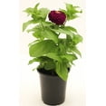 thumbnail image 5 of Expert Gardener 2.5QT Multicolor Zinnia Full Sun Live Plants with Pot, 5 of 5