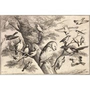 24"x36" Gallery Poster, Wenceslas Hollar - Birds mobbing an owl