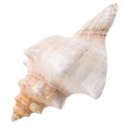 thumbnail image 6 of Giant Conch Shell Striped Decorative Vase Filler for and Photo Prop Multi, 6 of 7