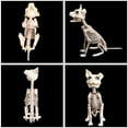 Halloween Skeleton Dog Prop Animal Bones Party Shop Decoration Horror