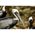 thumbnail image 2 of Smithsonian Institution 14x11 Black Modern Framed Museum Art Print Titled - Brown Pelican, 2 of 4