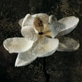 thumbnail image 3 of Seba, John 12x12 Black Modern Framed Museum Art Print Titled - Magnolia II, 3 of 5