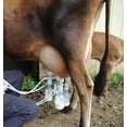 thumbnail image 5 of ULTIMATE EZ™ MILKER, 5 of 11