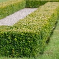 thumbnail image 2 of Expert Gardener Japanese Boxwood (2.5 Quart) Low-Maintenance Evergreen Hedge Shrub - Full Sun Live Outdoor Plant, 2 of 7