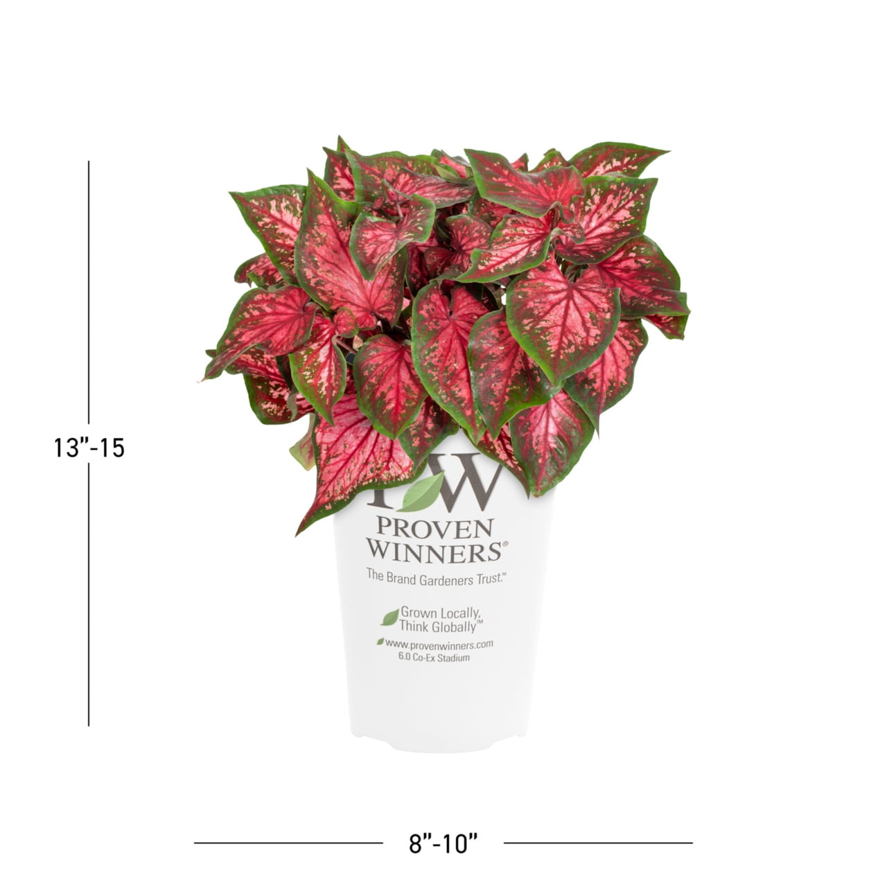 Proven Winners 2QT Multicolor Caladium Live Annual Plant Sun 3-Pack