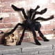 thumbnail image 1 of Accesorios de felpa de araña de Halloween para fiesta, Bar, KTV, decoración de Halloween, accesorios de juguete, 1 of 6