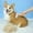 A, variant on Pet Grooming Brush for Dogs and Cats Small Detangling Tool for Easy Deshedding Durable ABS Material for Indoor and Outdoor Use