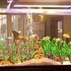 thumbnail image 5 of Adornos de plantas de simulación de plástico para acuario. Adornos para peceras, plantas acuáticas de simulación, 5 of 5