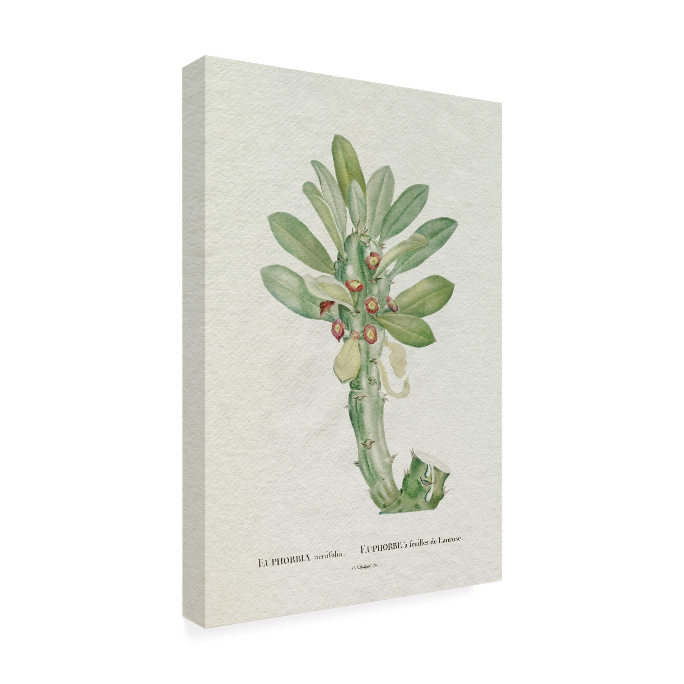Trademark Fine Art Pierre Redoute  Redoute Succulent VI Canvas Wall Art