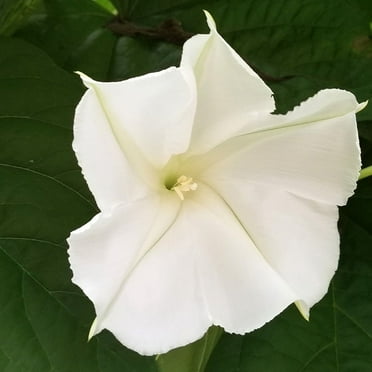 Morning Glory, Moonflower, 200 Seeds, Glowing White Season Long Blooms