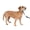 Gray, variant on PetSafe Gentle Leader Headcollar, No-Pull Dog Collar, Medium 25-60 Lb., Charcoal Grey