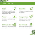 thumbnail image 5 of Aralia Bianca Live Plant for Indoor | Different Houseplants in 3'' Pot | Real House Plant for Living Room, Office, Desk & Bathroom | False Variegated | Dizygotheca elegantissima, 5 of 6