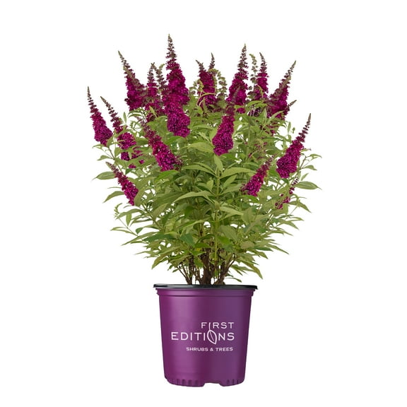 First Editions Buddleia Funky Fuchsia Live Shrub in 2-Gallon Grower Pot