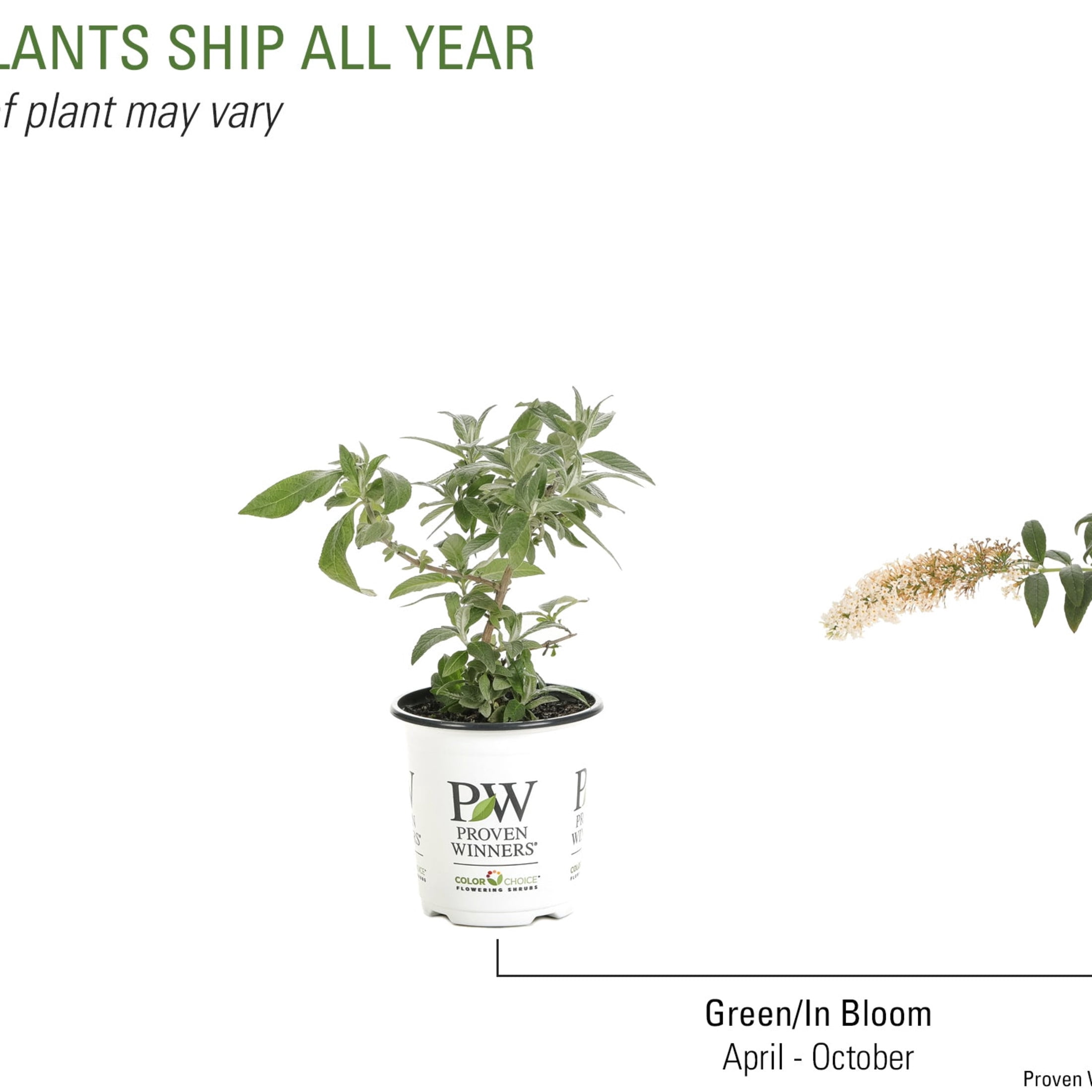 Proven Winners ColorChoice 5" Pugster White Butterfly Bush Live Plant in 4.5" Pot (4 Count)