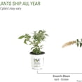 thumbnail image 7 of Proven Winners ColorChoice 6" Pugster White Butterfly Bush Live Plant in 7.5" Pot, 7 of 7