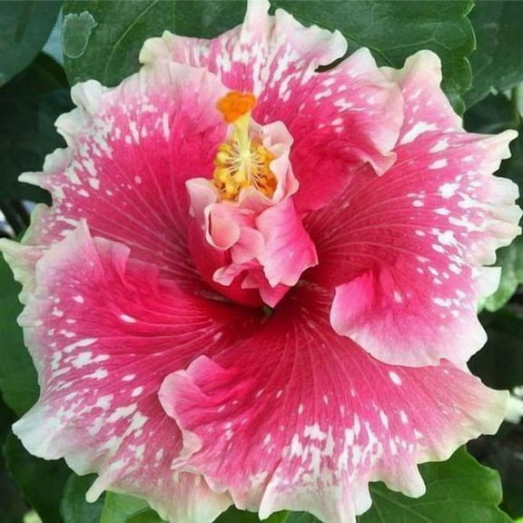 Toadstool Seeds 20 Pink White Hibiscus Seeds, Perennial Hardy Flower Garden Bloom Tree Plants
